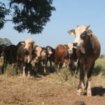 Amazonin sademetsää vahingoittanut karjankasvattaja sai 50 miljoonan dollarin sakot.