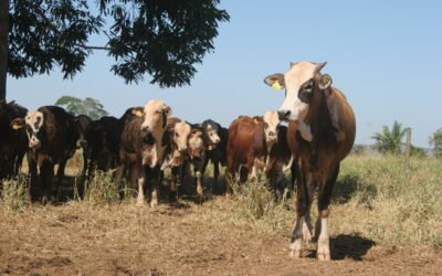 Amazonin sademetsää vahingoittanut karjankasvattaja sai 50 miljoonan dollarin sakot.